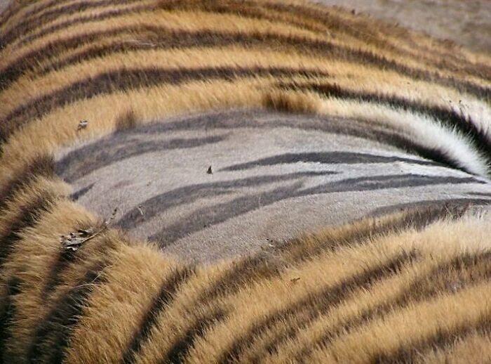 19. Если побрить тигра, полоски будут и на его коже - из-за оставшихся волосяных фолликул