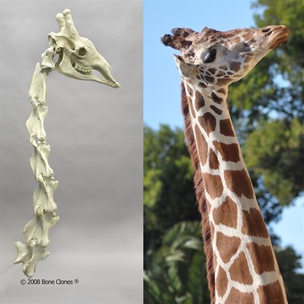 30. Жирафы, имеют семь шейных позвонков - как и люди. Позвонки жирафа, правда, гораздо больше наших - 25,4 см в длину