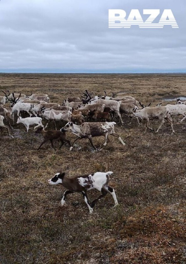 Собака «усыновила» детеныша северного оленя в российской Арктике