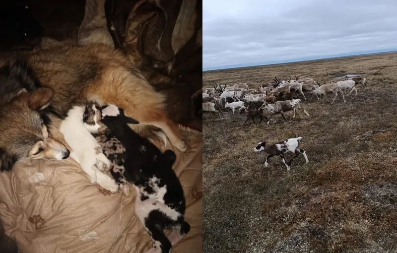 Собака согрела и накормила новорожденного оленёнка