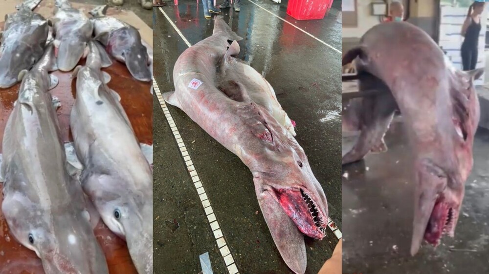 На Тайване поймали редкую акулу-домового