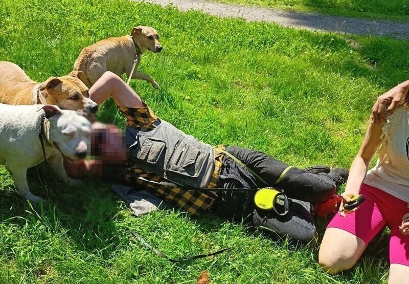 3 агрессивных пса разорвали щенка на руках кричащей хозяйки, пока их хозяин лежал на траве