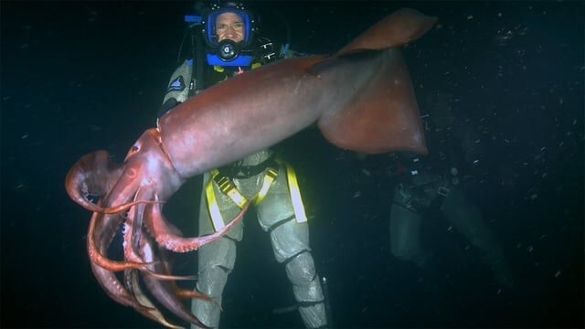 13. Перуанско-чилийский гигантский кальмар, найденный на глубине 700 метров