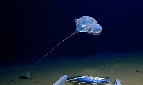 7. Морское существо, обнаруженное на глубине 7000 метров