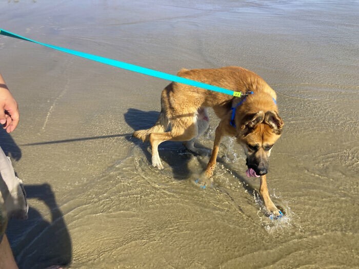 1. "Моему псу-инвалиду очень понравились прогулки на пляже"