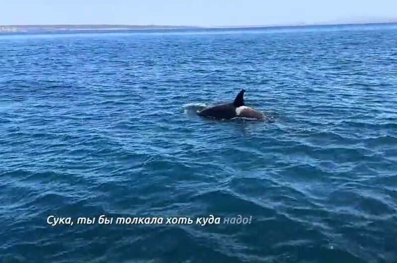 Косатки напали на яхту россиянина около островов Карибского моря