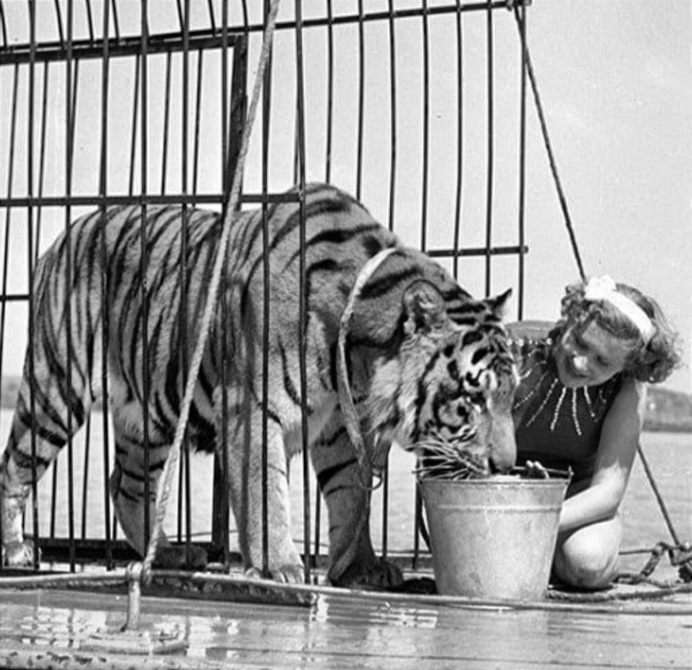 Укротительница Маргарита Назарова и тигр Пурш на палубе теплохода во время съёмок фильма «Полосатый рейс». 1956 год.