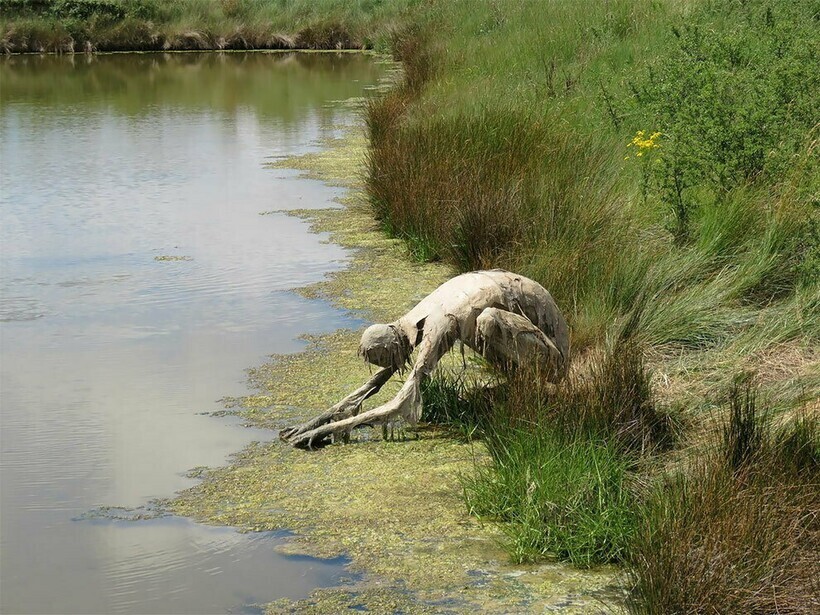 12 фотографий болотных монстров, которые поселились на топях Франции