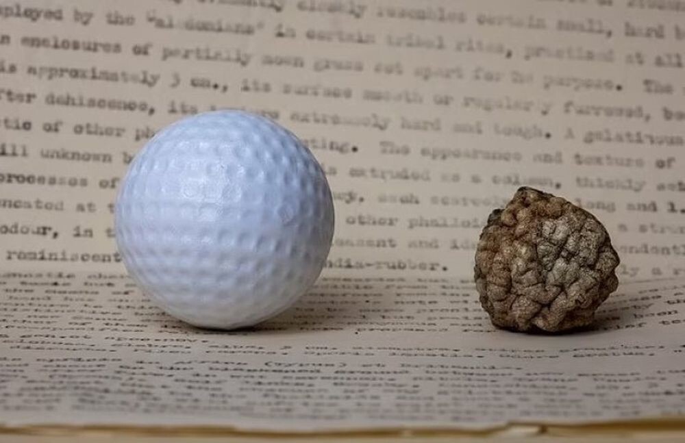 Ученый несколько десятков лет выдавал мяч для гольфа за неизвестный гриб