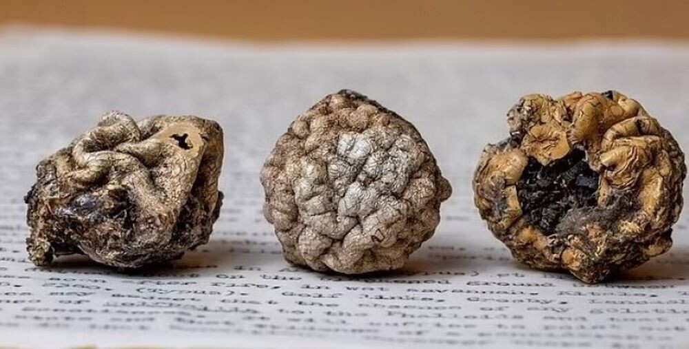 Ученый несколько десятков лет выдавал мяч для гольфа за неизвестный гриб