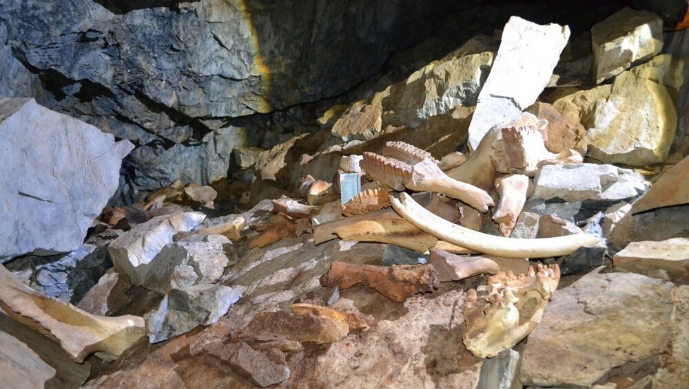 Российскии учёные обнаружили крупнейшее логово пещерных гиен