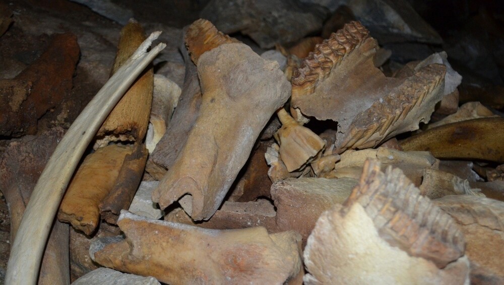 Российскии учёные обнаружили крупнейшее логово пещерных гиен