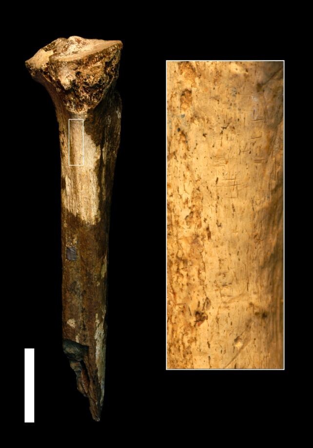 Первые каннибалы: загадочного предка человека съели другие люди 1,5 млн лет назад
