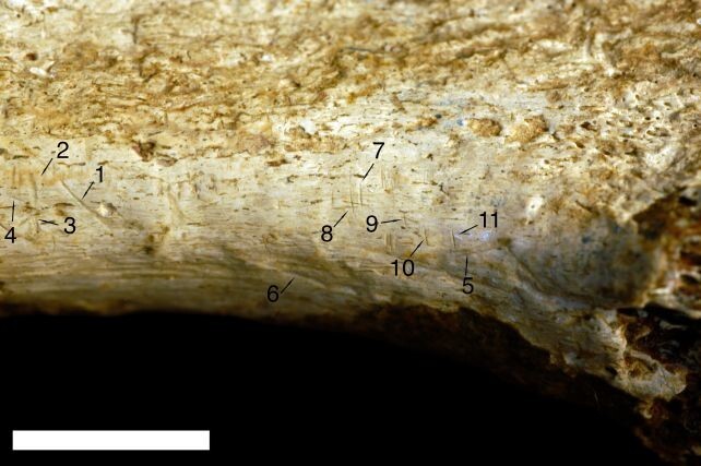 Первые каннибалы: загадочного предка человека съели другие люди 1,5 млн лет назад