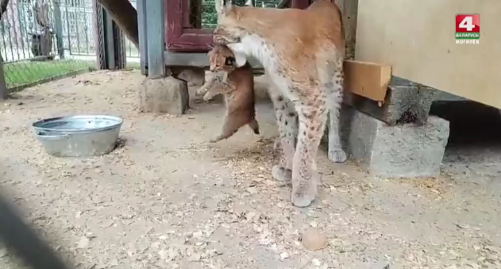 Милейшее создание: зоопарк показал крошечного котенка рыси