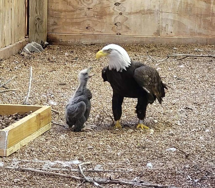 16. "К белоголовому орлану из нашего зоопарка подселили птенца на воспитание. Здесь он его кормит"