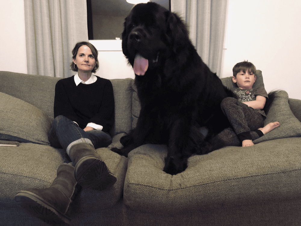 15 фотографий собак, впечатляющих своими размерами