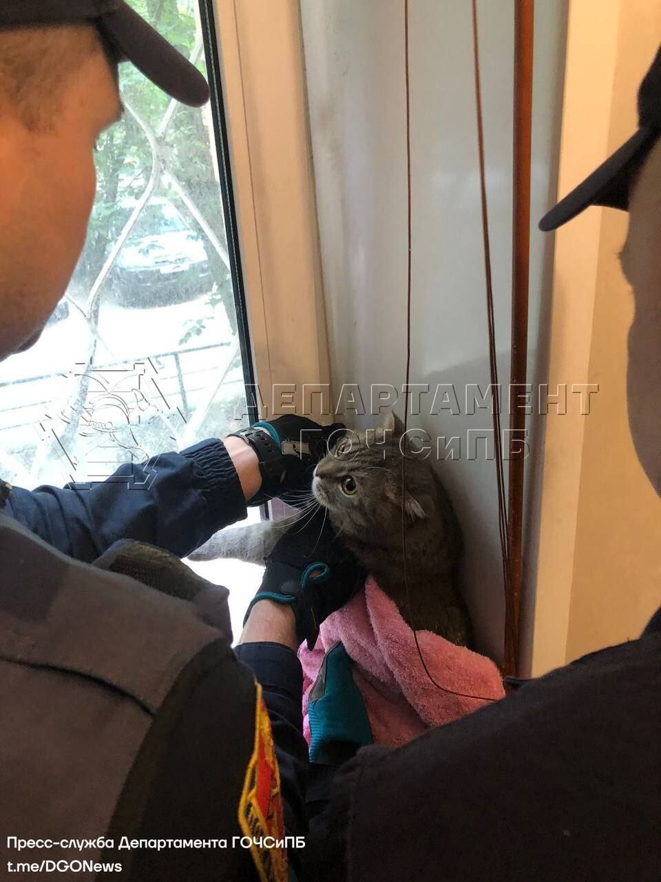 Московские спасатели помогли застрявшей кошке