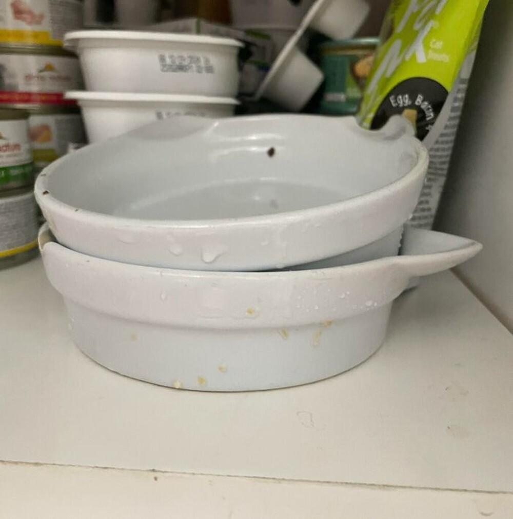 25. «Моя сестра говорит: «Кошкам не нужна чистая посуда» и тупо ставит кошачьи миски с прилипшими кусками еды прямо в шкаф»