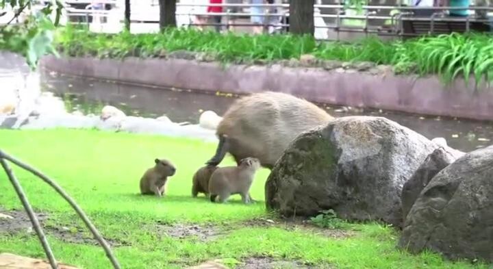 В Московском зоопарке родились капибарята 
