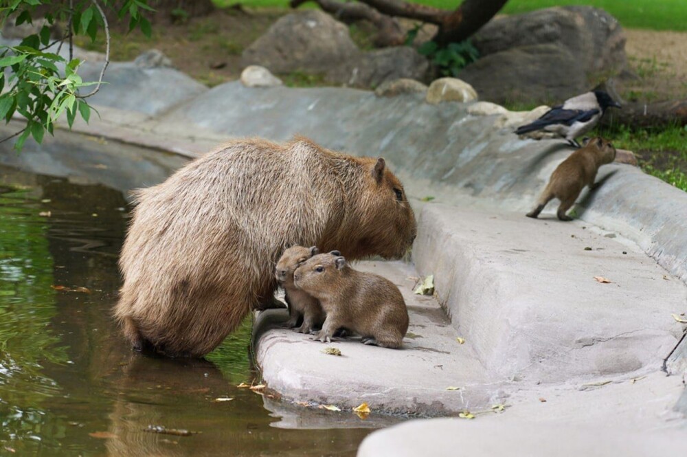 В Московском зоопарке у пары капибар родилась тройня