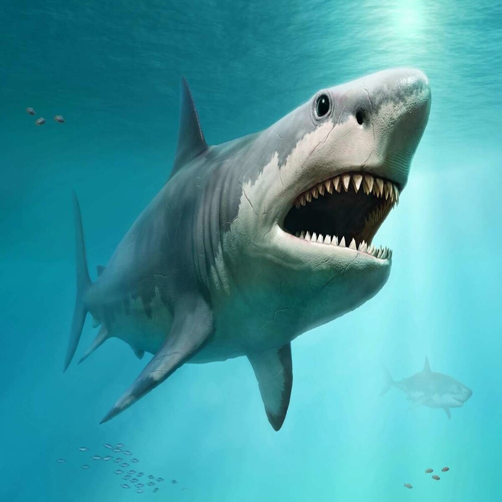 9. Новорожденный детёныш акулы-мегалодона был такого же размера, как взрослая большая белая акула