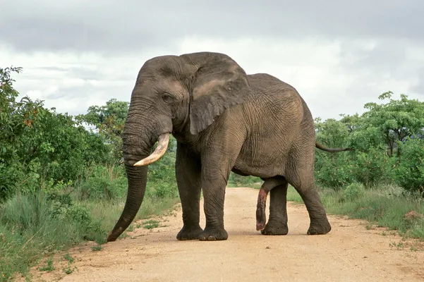 14. У слонов огромный пенис, который весит почти полсотни кило. Кроме того, они могут управлять им независимо от остального тела, изгибая и двигая им, как "вторым хоботом"