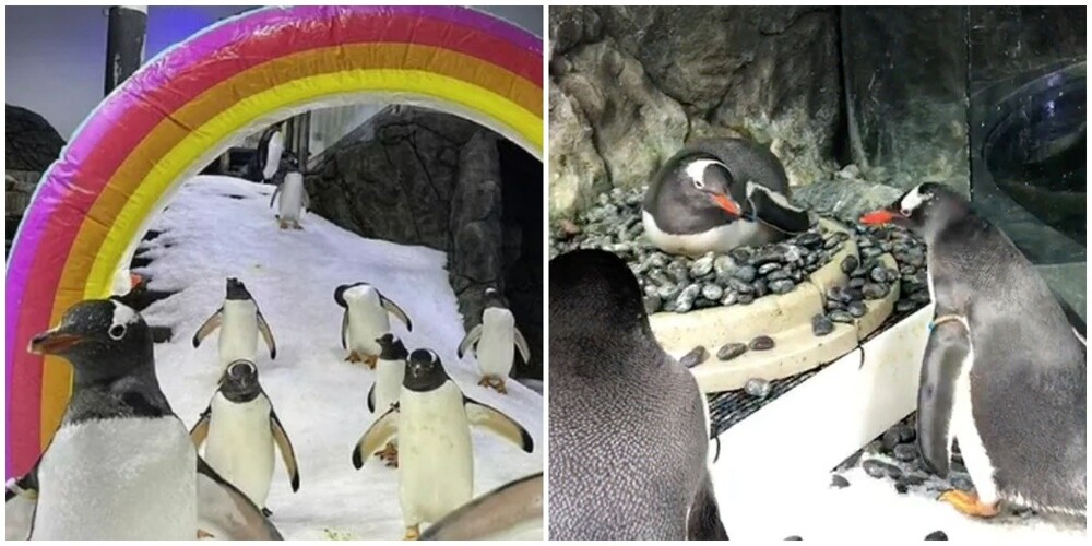 Пингвины-геи из Сиднея станут примером для подражания