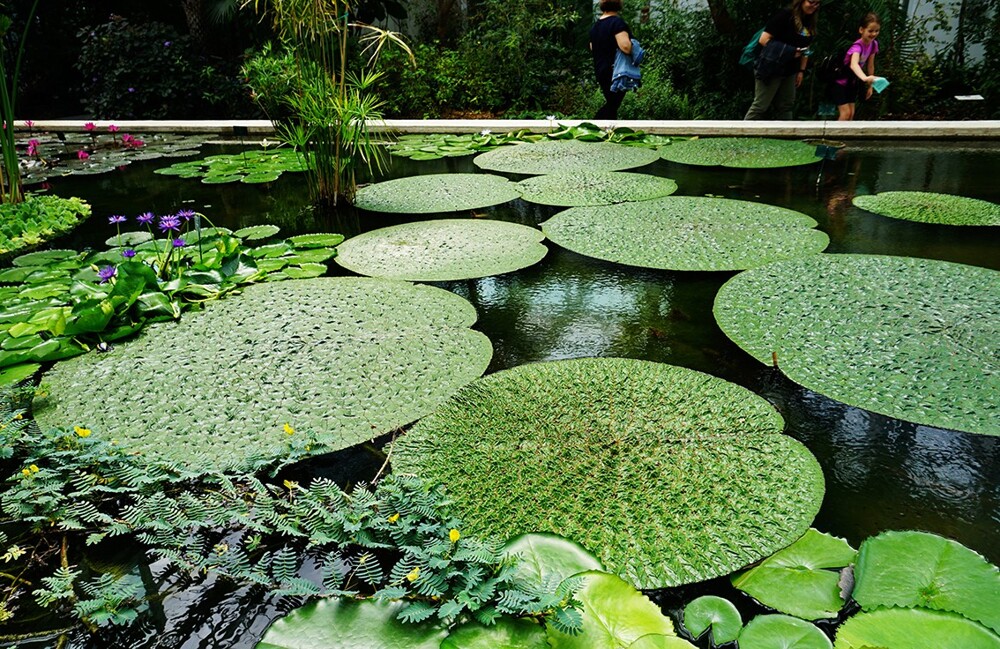 Ботанический сад в Падуе, Италия