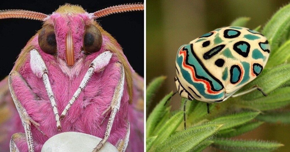 15 насекомых с яркой и экзотической внешностью