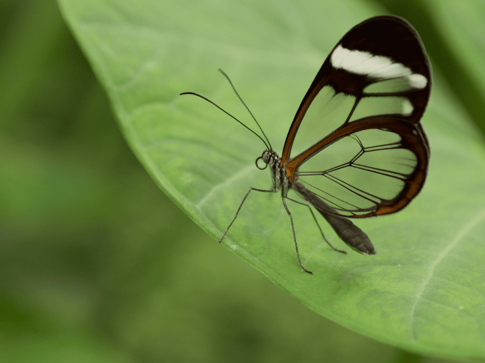 15 насекомых с яркой и экзотической внешностью
