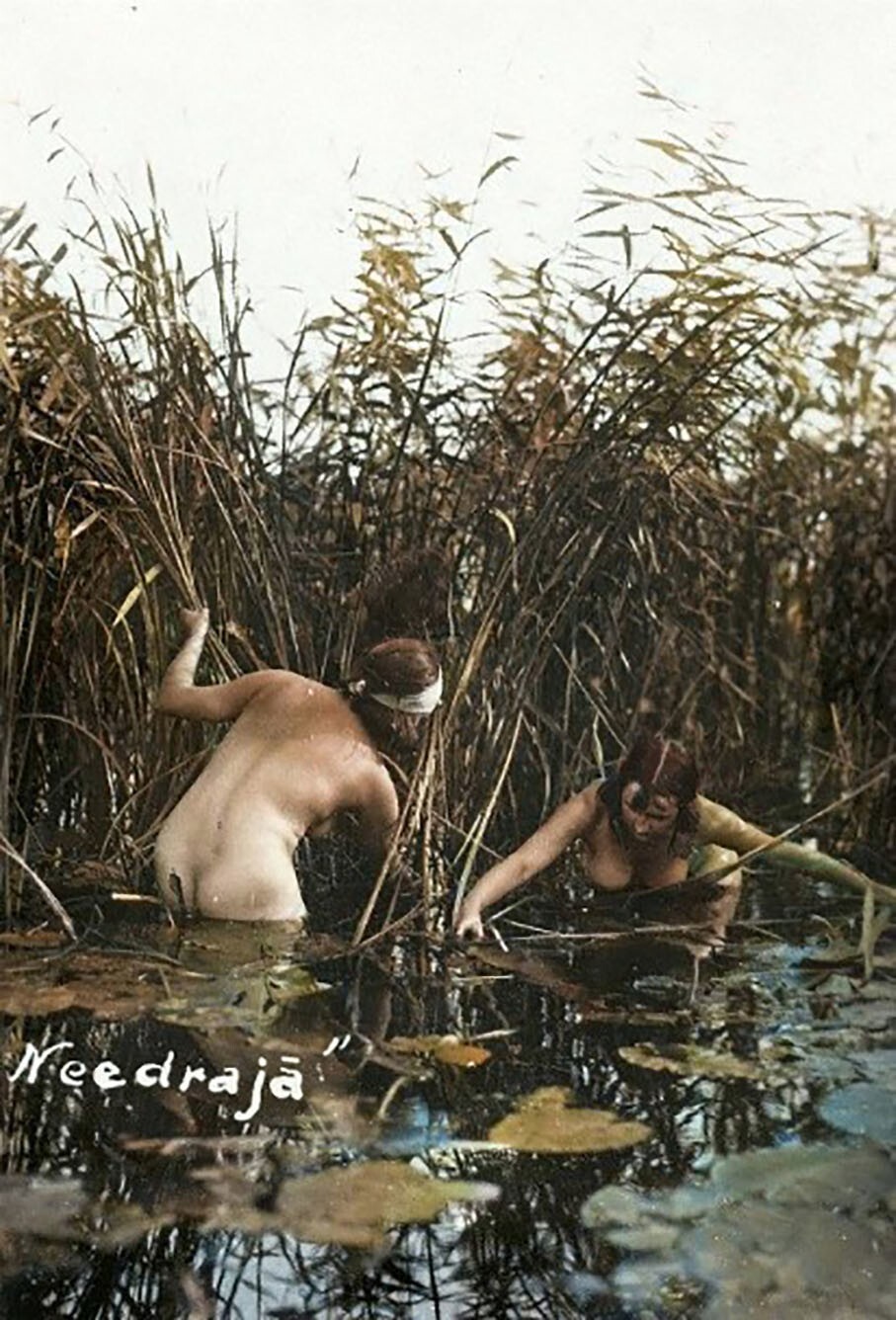 Девушки на сборе камыша, Латвия 1920-е гг