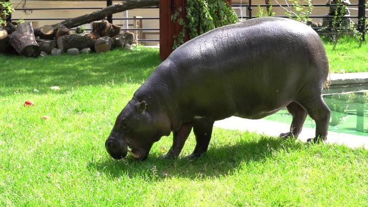 В Московском зоопарке у карликового бегемота Ксюши появился уличный вольер 
