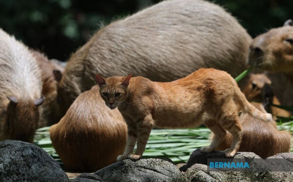 В зоопарке в Малайзии кот поселился в вольере с капибарами