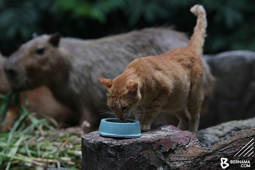 В зоопарке в Малайзии кот поселился в вольере с капибарами