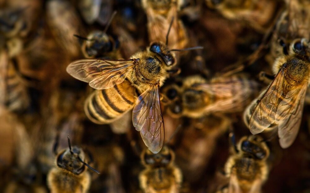 Рой пчёл напал на двух детей в Башкирии
