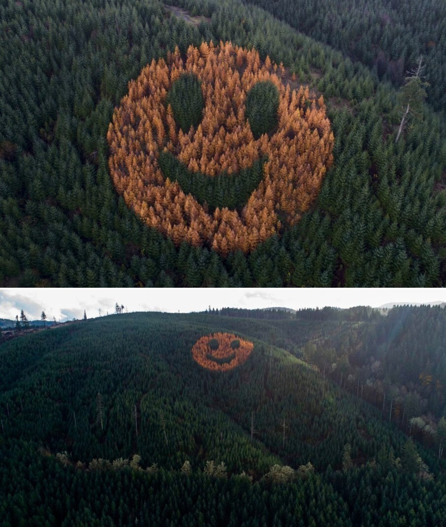 7. Лесничий посадил лиственные деревья в хвойном лесу Дуглас, Орегон, чтобы создать смайлик