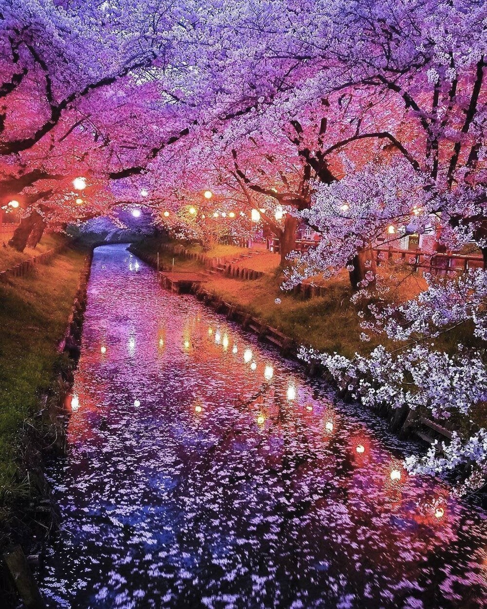 8. Цветущие вишневые деревья в Кавагоэ на берегу реки Сингаши, Япония