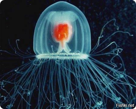 Медуза Turritopsis nutricula считается единственным на планете бессмертным су...