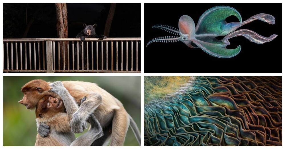 Лучшие фотографии с конкурса Big Picture Natural World 2023