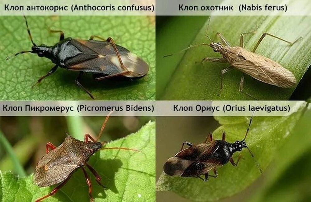 Самые полезные виды насекомых на дачном участке