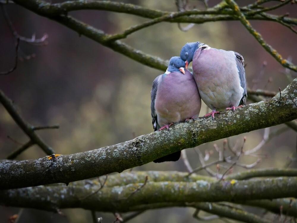 Птицы способны на "развод" из-за беспорядочных половых связей или долгой разлуки