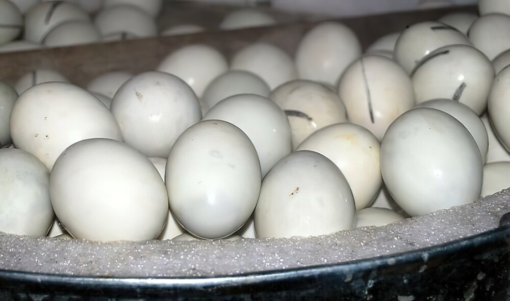 2. Балут. Оплодотворенный развивающийся зародыш яйца, который инкубируют в течение 2-3 недель, а затем варят или готовят на пару и едят из скорлупы