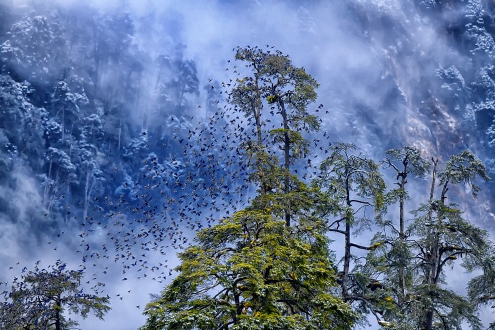 1-е место в категории "В лес". Каллол Мукхерджи, Гималаи, Индия, 2018 год