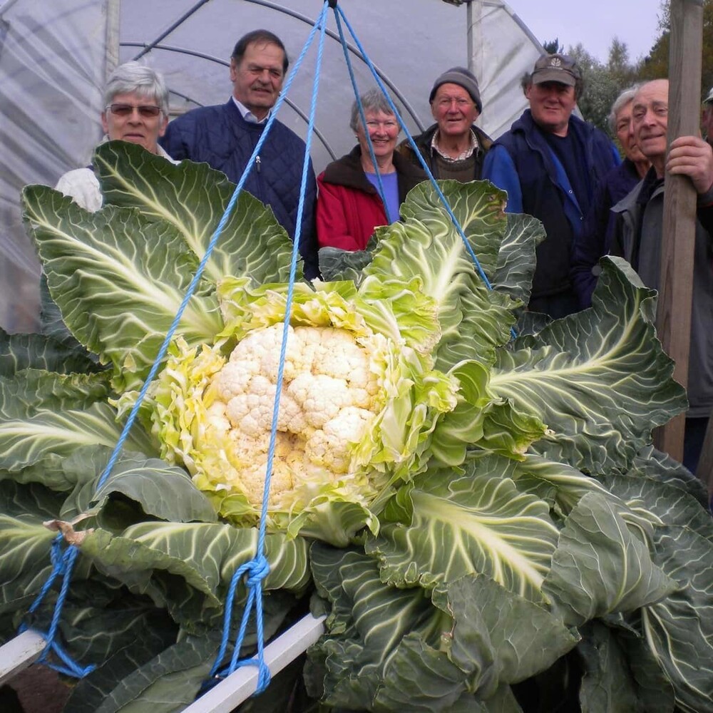 14 фото овощей и фруктов, которые попали в Книгу рекордов Гиннесса, как самые большие в мире