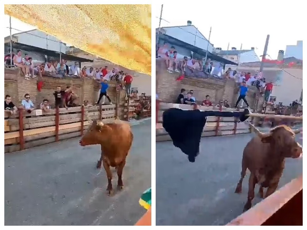 Один особенно нетерпеливый зритель взял палку и попытался ударить быка по морде