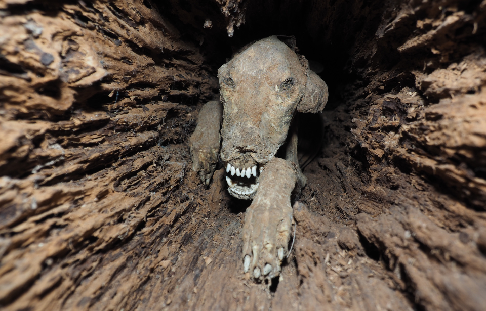 Лесорубы обнаружили собаку внутри старого дерева
