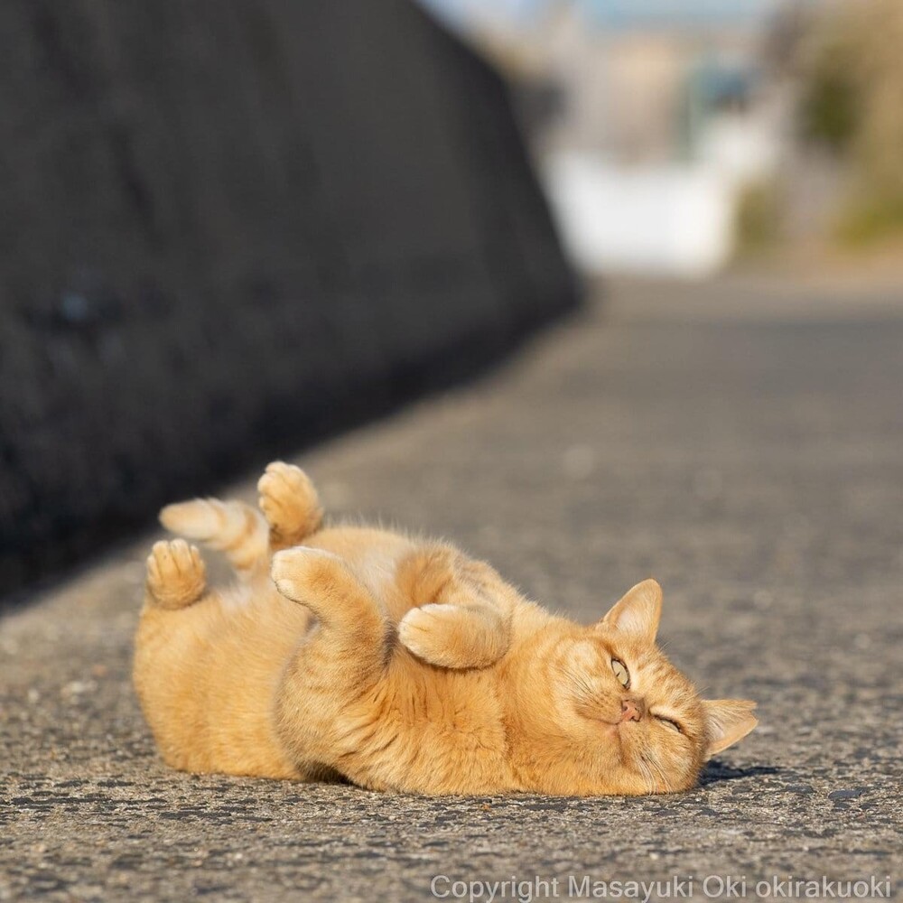 Милые и шкодливые уличные коты в фотографиях Масаюки Оки 