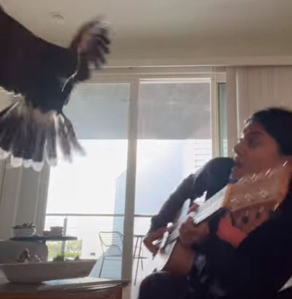 Хищная птица влетела в квартиру и напугала девушку