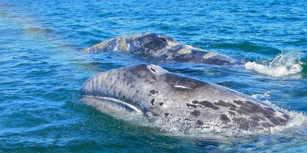 Серые киты просят помощи у людей
